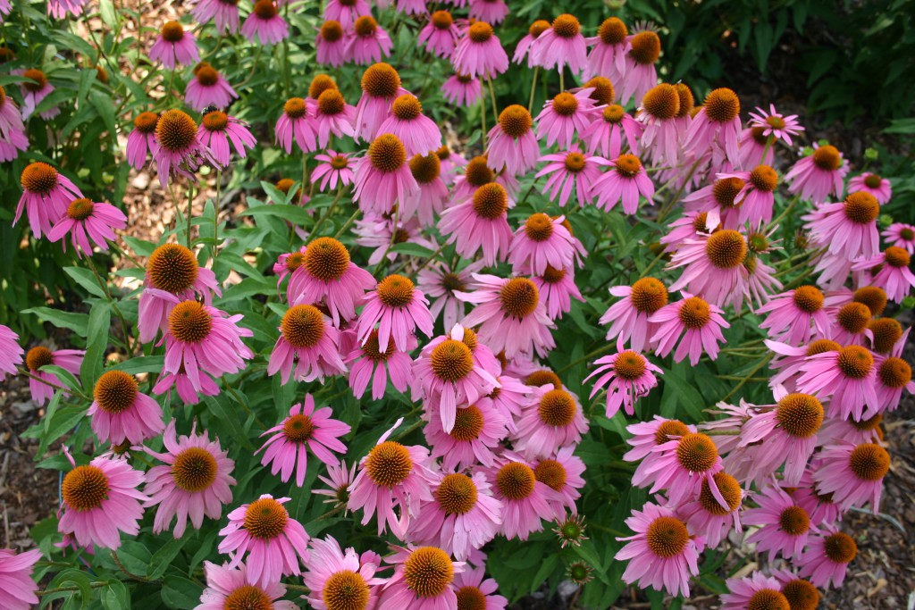 Echinacea purpurea