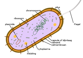 bacterie